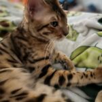 Tori Spelling Instagram - Our hearts are broken 💔… - I didn’t want to have to share this on social media. But, since December 27, 2022 our beloved fur son cat BEAN has been missing. Our baby is an indoor only cat. Someone new came to work that day and by accident let him out. We’ve searched day and night. We’ve posted in our neighborhood and we’ve reached out to rescue groups and shelters across California. No sighting of Bean. We are praying someone saw a beautiful lost Bengal and took him in . If you did we are grateful. But, his family is missing him beyond words! 😭😭😭😭😭😭😭. My 14 year old daughter @stella_mcdermott08 is Bean’s human. I’ve publicly shared her bullying journey. She’s overcome many obstacles but not without severe anxiety. She still gets bad panic attacks. The beautiful thing is BEAN could predict when she was going to have a panic attack. He would climb onto her chest and “knead biscuits”. Their love is so amazing. Bean loves to goto each of the kids rooms and cuddle beside them while they sleep. He gives unconditional love. We love him so insanely much. PLEASE my children are heartbroken 💔 😭. No questions asked. We just want our boy back. Our family is not complete without him. Bean is microchipped. Please share this post! Please help #bringbeanhome #bengals @mrbeanthebengal @seneeblue.rescuedoodle Hidden Hills, California