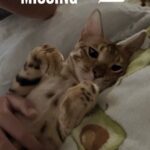 Tori Spelling Instagram - Our hearts are broken 💔… - I didn’t want to have to share this on social media. But, since December 27, 2022 our beloved fur son cat BEAN has been missing. Our baby is an indoor only cat. Someone new came to work that day and by accident let him out. We’ve searched day and night. We’ve posted in our neighborhood and we’ve reached out to rescue groups and shelters across California. No sighting of Bean. We are praying someone saw a beautiful lost Bengal and took him in . If you did we are grateful. But, his family is missing him beyond words! 😭😭😭😭😭😭😭. My 14 year old daughter @stella_mcdermott08 is Bean’s human. I’ve publicly shared her bullying journey. She’s overcome many obstacles but not without severe anxiety. She still gets bad panic attacks. The beautiful thing is BEAN could predict when she was going to have a panic attack. He would climb onto her chest and “knead biscuits”. Their love is so amazing. Bean loves to goto each of the kids rooms and cuddle beside them while they sleep. He gives unconditional love. We love him so insanely much. PLEASE my children are heartbroken 💔 😭. No questions asked. We just want our boy back. Our family is not complete without him. Bean is microchipped. Please share this post! Please help #bringbeanhome #bengals @mrbeanthebengal @seneeblue.rescuedoodle Hidden Hills, California