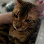 Tori Spelling Instagram - Our hearts are broken 💔… - I didn’t want to have to share this on social media. But, since December 27, 2022 our beloved fur son cat BEAN has been missing. Our baby is an indoor only cat. Someone new came to work that day and by accident let him out. We’ve searched day and night. We’ve posted in our neighborhood and we’ve reached out to rescue groups and shelters across California. No sighting of Bean. We are praying someone saw a beautiful lost Bengal and took him in . If you did we are grateful. But, his family is missing him beyond words! 😭😭😭😭😭😭😭. My 14 year old daughter @stella_mcdermott08 is Bean’s human. I’ve publicly shared her bullying journey. She’s overcome many obstacles but not without severe anxiety. She still gets bad panic attacks. The beautiful thing is BEAN could predict when she was going to have a panic attack. He would climb onto her chest and “knead biscuits”. Their love is so amazing. Bean loves to goto each of the kids rooms and cuddle beside them while they sleep. He gives unconditional love. We love him so insanely much. PLEASE my children are heartbroken 💔 😭. No questions asked. We just want our boy back. Our family is not complete without him. Bean is microchipped. Please share this post! Please help #bringbeanhome #bengals @mrbeanthebengal @seneeblue.rescuedoodle Hidden Hills, California