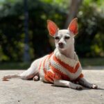 Tori Spelling Instagram - Tell me it’s FALL without telling me it’s FALL 🍂… - Sweater crocheted 🧶 by @stella_mcdermott08 . - Dog model goddess @thea_monster_ .