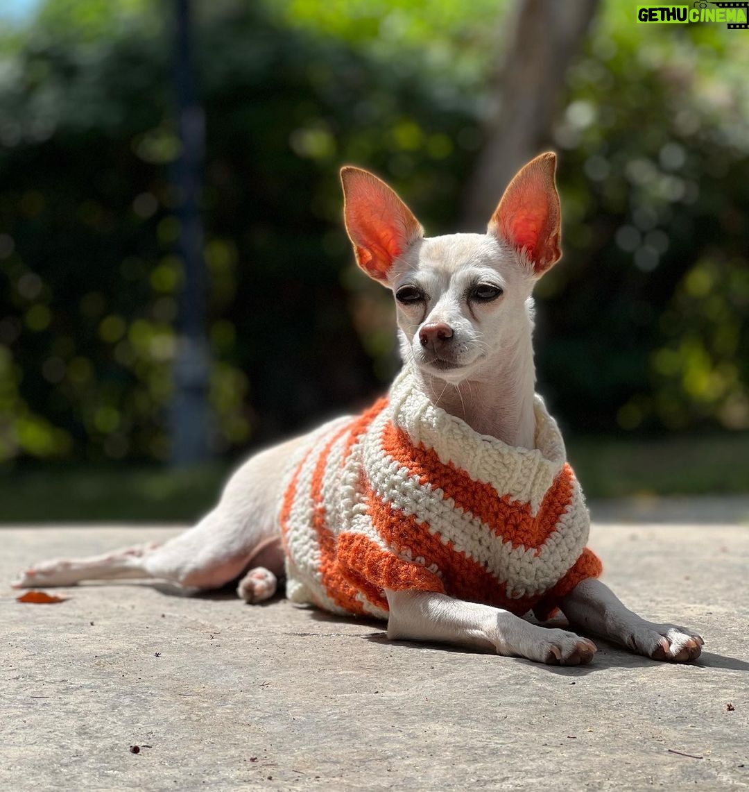 Tori Spelling Instagram - Tell me it’s FALL without telling me it’s FALL 🍂… - Sweater crocheted 🧶 by @stella_mcdermott08 . - Dog model goddess @thea_monster_ .