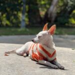 Tori Spelling Instagram - Tell me it’s FALL without telling me it’s FALL 🍂… - Sweater crocheted 🧶 by @stella_mcdermott08 . - Dog model goddess @thea_monster_ .