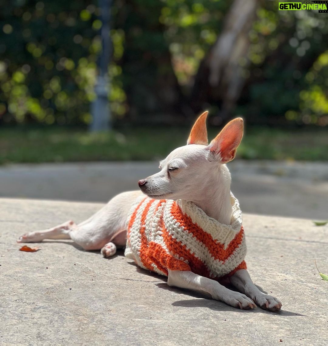 Tori Spelling Instagram - Tell me it’s FALL without telling me it’s FALL 🍂… - Sweater crocheted 🧶 by @stella_mcdermott08 . - Dog model goddess @thea_monster_ .