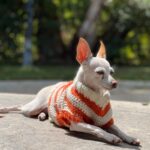 Tori Spelling Instagram - Tell me it’s FALL without telling me it’s FALL 🍂… - Sweater crocheted 🧶 by @stella_mcdermott08 . - Dog model goddess @thea_monster_ .