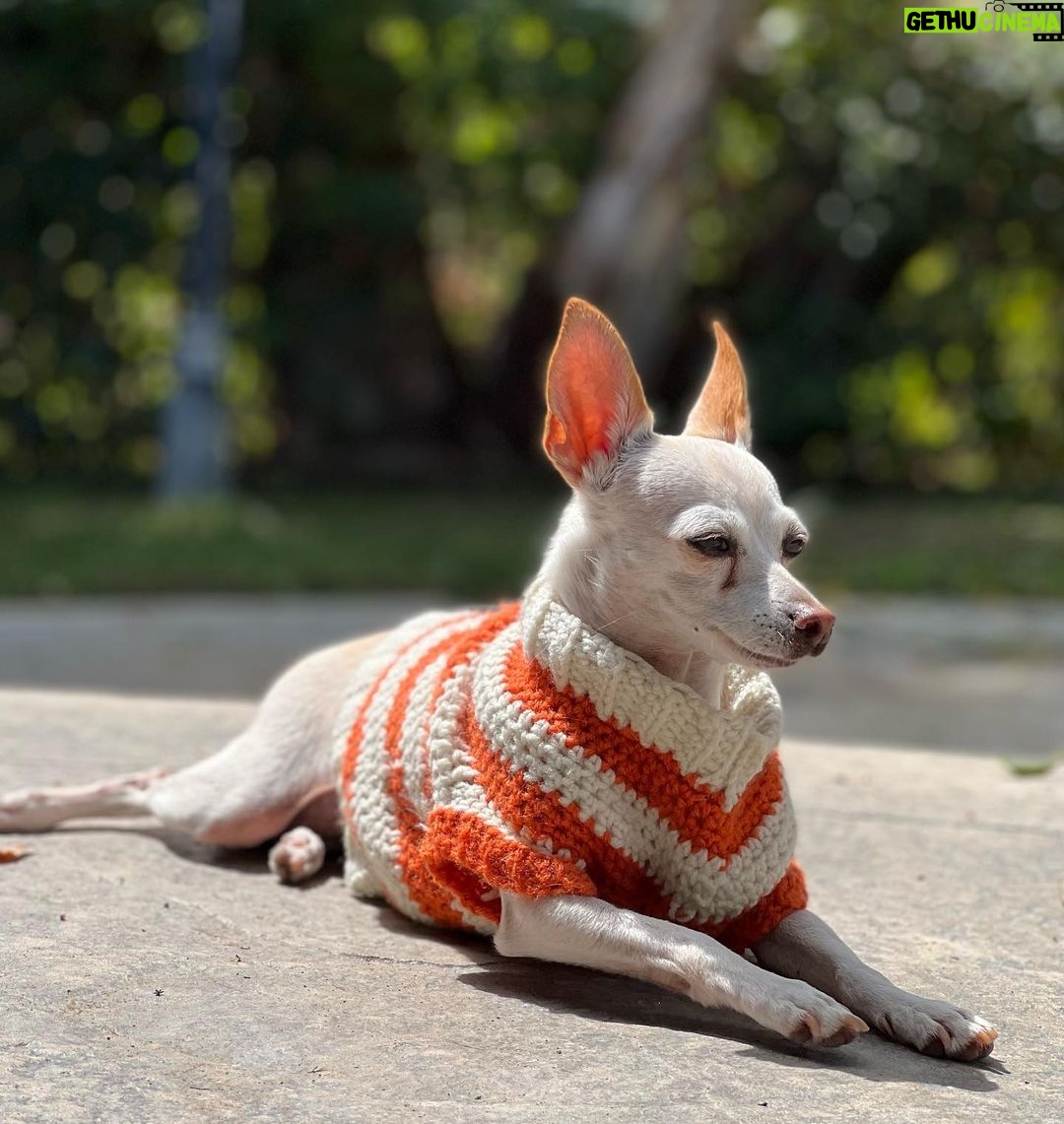 Tori Spelling Instagram - Tell me it’s FALL without telling me it’s FALL 🍂… - Sweater crocheted 🧶 by @stella_mcdermott08 . - Dog model goddess @thea_monster_ .