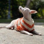 Tori Spelling Instagram - Tell me it’s FALL without telling me it’s FALL 🍂… - Sweater crocheted 🧶 by @stella_mcdermott08 . - Dog model goddess @thea_monster_ .