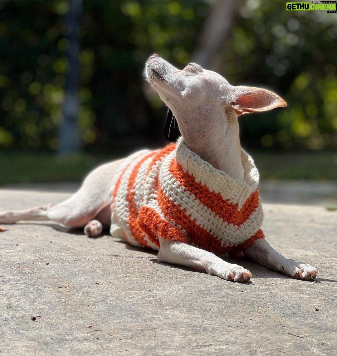 Tori Spelling Instagram - Tell me it’s FALL without telling me it’s FALL 🍂… - Sweater crocheted 🧶 by @stella_mcdermott08 . - Dog model goddess @thea_monster_ .