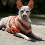 Tori Spelling Instagram - Tell me it’s FALL without telling me it’s FALL 🍂… - Sweater crocheted 🧶 by @stella_mcdermott08 . - Dog model goddess @thea_monster_ .