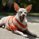 Tori Spelling Instagram - Tell me it’s FALL without telling me it’s FALL 🍂… - Sweater crocheted 🧶 by @stella_mcdermott08 . - Dog model goddess @thea_monster_ .