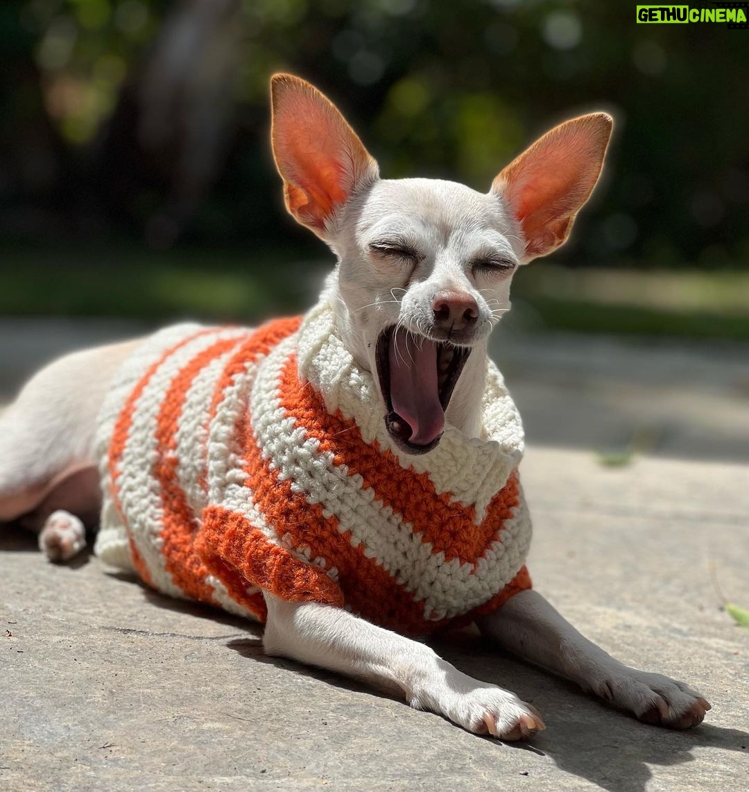 Tori Spelling Instagram - Tell me it’s FALL without telling me it’s FALL 🍂… - Sweater crocheted 🧶 by @stella_mcdermott08 . - Dog model goddess @thea_monster_ .