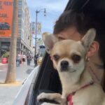 Ultimo Instagram - Vivo per vivere ❤️ Los Angeles, California