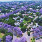 Vanessa da Mata Instagram - 🌳 Passarinhos, queria propor a vocês uma grande ação de arborização urbana em cidades que estão sem árvores. Tive essa ideia neste fim de semana, em Boa Vista(RR), que tem ruas imensas, com planos lindos, projetadas para organização urbanística perfeita, mas tem muito poucas árvores.  Há pouco tempo um grande amigo começou essa campanha em Cuiabá (MT) e plantaram muitas árvores lá. Há 12 anos eu levei 80 pés de ipês para a minha cidade Alto Garças (MT). Eles agora estão floridos e a cidade está linda com eles! A arborização urbana é muito importante na melhoria da qualidade de vida da população e do meio ambiente, além da melhoria climática, cujos estudos dizem que reduz até 10° na temperatura.   Os benefícios são inúmeros: trazem o frescor do oxigênio, sombra, absorvem a radiação solar, amenizam o calor, filtram as partículas que poluem o ar, servem de abrigo e alimento para animais, além de trazerem cores com as flores, as folhas e os troncos. Outro benefício é a educação ambiental da população, que aprende sobre o meio ambiente ao notar a clara diferença entre as áreas arborizadas e as áreas construídas. Estudos mostram que residentes de áreas urbanas que vivem perto de vegetação, possuem benefícios para a saúde, especialmente a mental. Ajudam as pessoas a viverem mais tempo, terem melhores funções cognitivas e maior paz de espírito. A arborização urbana não deve ser feita de forma aleatória, é preciso atender às questões técnicas na parte urbanística. Escolher árvores que fazem parte da flora da cidade, que não vão afetar a fiação dos postes, aprofundar com suas raízes, romper canteiros e asfalto, causar problema para a população e nem para o setor elétrico ou qualquer outra parte urbanizada. Vamos nos unir nessa ação? Coloquem nos comentários as cidades/UF de vocês e se organizem em grupos aqui, para atuarem como voluntários nesta ação, junto às prefeituras e órgãos responsáveis de suas cidades. 🌳Vamos trazer vida e frescor para as cidades! Fotos: ilustrativas de diferentes cidades #VanessadaMata #EquipeVDM
