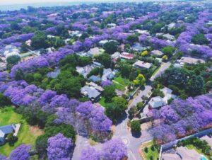 Vanessa da Mata Instagram - 🌳 Passarinhos, queria propor a vocês uma grande ação de arborização urbana em cidades que estão sem árvores. Tive essa ideia neste fim de semana, em Boa Vista(RR), que tem ruas imensas, com planos lindos, projetadas para organização urbanística perfeita, mas tem muito poucas árvores. 

Há pouco tempo um grande amigo começou essa campanha em Cuiabá (MT) e plantaram muitas árvores lá. Há 12 anos eu levei 80 pés de ipês para a minha cidade Alto Garças (MT). Eles agora estão floridos e a cidade está linda com eles!

A arborização urbana é muito importante na melhoria da qualidade de vida da população e do meio ambiente, além da melhoria climática, cujos estudos dizem que reduz até 10° na temperatura.  

Os benefícios são inúmeros: trazem o frescor do oxigênio, sombra, absorvem a radiação solar, amenizam o calor, filtram as partículas que poluem o ar, servem de abrigo e alimento para animais, além de trazerem cores com as flores, as folhas e os troncos. Outro benefício é a educação ambiental da população, que aprende sobre o meio ambiente ao notar a clara diferença entre as áreas arborizadas e as áreas construídas.

Estudos mostram que residentes de áreas urbanas que vivem perto de vegetação, possuem benefícios para a saúde, especialmente a mental. Ajudam as pessoas a viverem mais tempo, terem melhores funções cognitivas e maior paz de espírito.

A arborização urbana não deve ser feita de forma aleatória, é preciso atender às questões técnicas na parte urbanística. Escolher árvores que fazem parte da flora da cidade, que não vão afetar a fiação dos postes, aprofundar com suas raízes, romper canteiros e asfalto, causar problema para a população e nem para o setor elétrico ou qualquer outra parte urbanizada.

Vamos nos unir nessa ação? Coloquem nos comentários as cidades/UF de vocês e se organizem em grupos aqui, para atuarem como voluntários nesta ação, junto às prefeituras e órgãos responsáveis de suas cidades.

🌳Vamos trazer vida e frescor para as cidades!

Fotos: ilustrativas de diferentes cidades 

#VanessadaMata #EquipeVDM