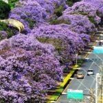 Vanessa da Mata Instagram - 🌳 Passarinhos, queria propor a vocês uma grande ação de arborização urbana em cidades que estão sem árvores. Tive essa ideia neste fim de semana, em Boa Vista(RR), que tem ruas imensas, com planos lindos, projetadas para organização urbanística perfeita, mas tem muito poucas árvores.  Há pouco tempo um grande amigo começou essa campanha em Cuiabá (MT) e plantaram muitas árvores lá. Há 12 anos eu levei 80 pés de ipês para a minha cidade Alto Garças (MT). Eles agora estão floridos e a cidade está linda com eles! A arborização urbana é muito importante na melhoria da qualidade de vida da população e do meio ambiente, além da melhoria climática, cujos estudos dizem que reduz até 10° na temperatura.   Os benefícios são inúmeros: trazem o frescor do oxigênio, sombra, absorvem a radiação solar, amenizam o calor, filtram as partículas que poluem o ar, servem de abrigo e alimento para animais, além de trazerem cores com as flores, as folhas e os troncos. Outro benefício é a educação ambiental da população, que aprende sobre o meio ambiente ao notar a clara diferença entre as áreas arborizadas e as áreas construídas. Estudos mostram que residentes de áreas urbanas que vivem perto de vegetação, possuem benefícios para a saúde, especialmente a mental. Ajudam as pessoas a viverem mais tempo, terem melhores funções cognitivas e maior paz de espírito. A arborização urbana não deve ser feita de forma aleatória, é preciso atender às questões técnicas na parte urbanística. Escolher árvores que fazem parte da flora da cidade, que não vão afetar a fiação dos postes, aprofundar com suas raízes, romper canteiros e asfalto, causar problema para a população e nem para o setor elétrico ou qualquer outra parte urbanizada. Vamos nos unir nessa ação? Coloquem nos comentários as cidades/UF de vocês e se organizem em grupos aqui, para atuarem como voluntários nesta ação, junto às prefeituras e órgãos responsáveis de suas cidades. 🌳Vamos trazer vida e frescor para as cidades! Fotos: ilustrativas de diferentes cidades #VanessadaMata #EquipeVDM