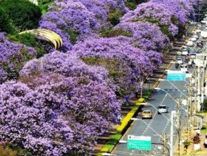 Vanessa da Mata Instagram - 🌳 Passarinhos, queria propor a vocês uma grande ação de arborização urbana em cidades que estão sem árvores. Tive essa ideia neste fim de semana, em Boa Vista(RR), que tem ruas imensas, com planos lindos, projetadas para organização urbanística perfeita, mas tem muito poucas árvores. 

Há pouco tempo um grande amigo começou essa campanha em Cuiabá (MT) e plantaram muitas árvores lá. Há 12 anos eu levei 80 pés de ipês para a minha cidade Alto Garças (MT). Eles agora estão floridos e a cidade está linda com eles!

A arborização urbana é muito importante na melhoria da qualidade de vida da população e do meio ambiente, além da melhoria climática, cujos estudos dizem que reduz até 10° na temperatura.  

Os benefícios são inúmeros: trazem o frescor do oxigênio, sombra, absorvem a radiação solar, amenizam o calor, filtram as partículas que poluem o ar, servem de abrigo e alimento para animais, além de trazerem cores com as flores, as folhas e os troncos. Outro benefício é a educação ambiental da população, que aprende sobre o meio ambiente ao notar a clara diferença entre as áreas arborizadas e as áreas construídas.

Estudos mostram que residentes de áreas urbanas que vivem perto de vegetação, possuem benefícios para a saúde, especialmente a mental. Ajudam as pessoas a viverem mais tempo, terem melhores funções cognitivas e maior paz de espírito.

A arborização urbana não deve ser feita de forma aleatória, é preciso atender às questões técnicas na parte urbanística. Escolher árvores que fazem parte da flora da cidade, que não vão afetar a fiação dos postes, aprofundar com suas raízes, romper canteiros e asfalto, causar problema para a população e nem para o setor elétrico ou qualquer outra parte urbanizada.

Vamos nos unir nessa ação? Coloquem nos comentários as cidades/UF de vocês e se organizem em grupos aqui, para atuarem como voluntários nesta ação, junto às prefeituras e órgãos responsáveis de suas cidades.

🌳Vamos trazer vida e frescor para as cidades!

Fotos: ilustrativas de diferentes cidades 

#VanessadaMata #EquipeVDM