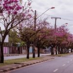 Vanessa da Mata Instagram - 🌳 Passarinhos, queria propor a vocês uma grande ação de arborização urbana em cidades que estão sem árvores. Tive essa ideia neste fim de semana, em Boa Vista(RR), que tem ruas imensas, com planos lindos, projetadas para organização urbanística perfeita, mas tem muito poucas árvores.  Há pouco tempo um grande amigo começou essa campanha em Cuiabá (MT) e plantaram muitas árvores lá. Há 12 anos eu levei 80 pés de ipês para a minha cidade Alto Garças (MT). Eles agora estão floridos e a cidade está linda com eles! A arborização urbana é muito importante na melhoria da qualidade de vida da população e do meio ambiente, além da melhoria climática, cujos estudos dizem que reduz até 10° na temperatura.   Os benefícios são inúmeros: trazem o frescor do oxigênio, sombra, absorvem a radiação solar, amenizam o calor, filtram as partículas que poluem o ar, servem de abrigo e alimento para animais, além de trazerem cores com as flores, as folhas e os troncos. Outro benefício é a educação ambiental da população, que aprende sobre o meio ambiente ao notar a clara diferença entre as áreas arborizadas e as áreas construídas. Estudos mostram que residentes de áreas urbanas que vivem perto de vegetação, possuem benefícios para a saúde, especialmente a mental. Ajudam as pessoas a viverem mais tempo, terem melhores funções cognitivas e maior paz de espírito. A arborização urbana não deve ser feita de forma aleatória, é preciso atender às questões técnicas na parte urbanística. Escolher árvores que fazem parte da flora da cidade, que não vão afetar a fiação dos postes, aprofundar com suas raízes, romper canteiros e asfalto, causar problema para a população e nem para o setor elétrico ou qualquer outra parte urbanizada. Vamos nos unir nessa ação? Coloquem nos comentários as cidades/UF de vocês e se organizem em grupos aqui, para atuarem como voluntários nesta ação, junto às prefeituras e órgãos responsáveis de suas cidades. 🌳Vamos trazer vida e frescor para as cidades! Fotos: ilustrativas de diferentes cidades #VanessadaMata #EquipeVDM