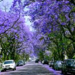 Vanessa da Mata Instagram - 🌳 Passarinhos, queria propor a vocês uma grande ação de arborização urbana em cidades que estão sem árvores. Tive essa ideia neste fim de semana, em Boa Vista(RR), que tem ruas imensas, com planos lindos, projetadas para organização urbanística perfeita, mas tem muito poucas árvores.  Há pouco tempo um grande amigo começou essa campanha em Cuiabá (MT) e plantaram muitas árvores lá. Há 12 anos eu levei 80 pés de ipês para a minha cidade Alto Garças (MT). Eles agora estão floridos e a cidade está linda com eles! A arborização urbana é muito importante na melhoria da qualidade de vida da população e do meio ambiente, além da melhoria climática, cujos estudos dizem que reduz até 10° na temperatura.   Os benefícios são inúmeros: trazem o frescor do oxigênio, sombra, absorvem a radiação solar, amenizam o calor, filtram as partículas que poluem o ar, servem de abrigo e alimento para animais, além de trazerem cores com as flores, as folhas e os troncos. Outro benefício é a educação ambiental da população, que aprende sobre o meio ambiente ao notar a clara diferença entre as áreas arborizadas e as áreas construídas. Estudos mostram que residentes de áreas urbanas que vivem perto de vegetação, possuem benefícios para a saúde, especialmente a mental. Ajudam as pessoas a viverem mais tempo, terem melhores funções cognitivas e maior paz de espírito. A arborização urbana não deve ser feita de forma aleatória, é preciso atender às questões técnicas na parte urbanística. Escolher árvores que fazem parte da flora da cidade, que não vão afetar a fiação dos postes, aprofundar com suas raízes, romper canteiros e asfalto, causar problema para a população e nem para o setor elétrico ou qualquer outra parte urbanizada. Vamos nos unir nessa ação? Coloquem nos comentários as cidades/UF de vocês e se organizem em grupos aqui, para atuarem como voluntários nesta ação, junto às prefeituras e órgãos responsáveis de suas cidades. 🌳Vamos trazer vida e frescor para as cidades! Fotos: ilustrativas de diferentes cidades #VanessadaMata #EquipeVDM