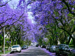 Vanessa da Mata Instagram - 🌳 Passarinhos, queria propor a vocês uma grande ação de arborização urbana em cidades que estão sem árvores. Tive essa ideia neste fim de semana, em Boa Vista(RR), que tem ruas imensas, com planos lindos, projetadas para organização urbanística perfeita, mas tem muito poucas árvores. 

Há pouco tempo um grande amigo começou essa campanha em Cuiabá (MT) e plantaram muitas árvores lá. Há 12 anos eu levei 80 pés de ipês para a minha cidade Alto Garças (MT). Eles agora estão floridos e a cidade está linda com eles!

A arborização urbana é muito importante na melhoria da qualidade de vida da população e do meio ambiente, além da melhoria climática, cujos estudos dizem que reduz até 10° na temperatura.  

Os benefícios são inúmeros: trazem o frescor do oxigênio, sombra, absorvem a radiação solar, amenizam o calor, filtram as partículas que poluem o ar, servem de abrigo e alimento para animais, além de trazerem cores com as flores, as folhas e os troncos. Outro benefício é a educação ambiental da população, que aprende sobre o meio ambiente ao notar a clara diferença entre as áreas arborizadas e as áreas construídas.

Estudos mostram que residentes de áreas urbanas que vivem perto de vegetação, possuem benefícios para a saúde, especialmente a mental. Ajudam as pessoas a viverem mais tempo, terem melhores funções cognitivas e maior paz de espírito.

A arborização urbana não deve ser feita de forma aleatória, é preciso atender às questões técnicas na parte urbanística. Escolher árvores que fazem parte da flora da cidade, que não vão afetar a fiação dos postes, aprofundar com suas raízes, romper canteiros e asfalto, causar problema para a população e nem para o setor elétrico ou qualquer outra parte urbanizada.

Vamos nos unir nessa ação? Coloquem nos comentários as cidades/UF de vocês e se organizem em grupos aqui, para atuarem como voluntários nesta ação, junto às prefeituras e órgãos responsáveis de suas cidades.

🌳Vamos trazer vida e frescor para as cidades!

Fotos: ilustrativas de diferentes cidades 

#VanessadaMata #EquipeVDM