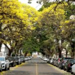 Vanessa da Mata Instagram - 🌳 Passarinhos, queria propor a vocês uma grande ação de arborização urbana em cidades que estão sem árvores. Tive essa ideia neste fim de semana, em Boa Vista(RR), que tem ruas imensas, com planos lindos, projetadas para organização urbanística perfeita, mas tem muito poucas árvores.  Há pouco tempo um grande amigo começou essa campanha em Cuiabá (MT) e plantaram muitas árvores lá. Há 12 anos eu levei 80 pés de ipês para a minha cidade Alto Garças (MT). Eles agora estão floridos e a cidade está linda com eles! A arborização urbana é muito importante na melhoria da qualidade de vida da população e do meio ambiente, além da melhoria climática, cujos estudos dizem que reduz até 10° na temperatura.   Os benefícios são inúmeros: trazem o frescor do oxigênio, sombra, absorvem a radiação solar, amenizam o calor, filtram as partículas que poluem o ar, servem de abrigo e alimento para animais, além de trazerem cores com as flores, as folhas e os troncos. Outro benefício é a educação ambiental da população, que aprende sobre o meio ambiente ao notar a clara diferença entre as áreas arborizadas e as áreas construídas. Estudos mostram que residentes de áreas urbanas que vivem perto de vegetação, possuem benefícios para a saúde, especialmente a mental. Ajudam as pessoas a viverem mais tempo, terem melhores funções cognitivas e maior paz de espírito. A arborização urbana não deve ser feita de forma aleatória, é preciso atender às questões técnicas na parte urbanística. Escolher árvores que fazem parte da flora da cidade, que não vão afetar a fiação dos postes, aprofundar com suas raízes, romper canteiros e asfalto, causar problema para a população e nem para o setor elétrico ou qualquer outra parte urbanizada. Vamos nos unir nessa ação? Coloquem nos comentários as cidades/UF de vocês e se organizem em grupos aqui, para atuarem como voluntários nesta ação, junto às prefeituras e órgãos responsáveis de suas cidades. 🌳Vamos trazer vida e frescor para as cidades! Fotos: ilustrativas de diferentes cidades #VanessadaMata #EquipeVDM