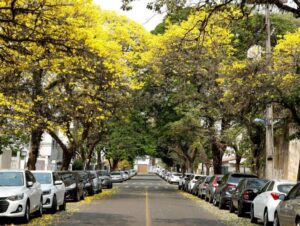 Vanessa da Mata Instagram - 🌳 Passarinhos, queria propor a vocês uma grande ação de arborização urbana em cidades que estão sem árvores. Tive essa ideia neste fim de semana, em Boa Vista(RR), que tem ruas imensas, com planos lindos, projetadas para organização urbanística perfeita, mas tem muito poucas árvores. 

Há pouco tempo um grande amigo começou essa campanha em Cuiabá (MT) e plantaram muitas árvores lá. Há 12 anos eu levei 80 pés de ipês para a minha cidade Alto Garças (MT). Eles agora estão floridos e a cidade está linda com eles!

A arborização urbana é muito importante na melhoria da qualidade de vida da população e do meio ambiente, além da melhoria climática, cujos estudos dizem que reduz até 10° na temperatura.  

Os benefícios são inúmeros: trazem o frescor do oxigênio, sombra, absorvem a radiação solar, amenizam o calor, filtram as partículas que poluem o ar, servem de abrigo e alimento para animais, além de trazerem cores com as flores, as folhas e os troncos. Outro benefício é a educação ambiental da população, que aprende sobre o meio ambiente ao notar a clara diferença entre as áreas arborizadas e as áreas construídas.

Estudos mostram que residentes de áreas urbanas que vivem perto de vegetação, possuem benefícios para a saúde, especialmente a mental. Ajudam as pessoas a viverem mais tempo, terem melhores funções cognitivas e maior paz de espírito.

A arborização urbana não deve ser feita de forma aleatória, é preciso atender às questões técnicas na parte urbanística. Escolher árvores que fazem parte da flora da cidade, que não vão afetar a fiação dos postes, aprofundar com suas raízes, romper canteiros e asfalto, causar problema para a população e nem para o setor elétrico ou qualquer outra parte urbanizada.

Vamos nos unir nessa ação? Coloquem nos comentários as cidades/UF de vocês e se organizem em grupos aqui, para atuarem como voluntários nesta ação, junto às prefeituras e órgãos responsáveis de suas cidades.

🌳Vamos trazer vida e frescor para as cidades!

Fotos: ilustrativas de diferentes cidades 

#VanessadaMata #EquipeVDM