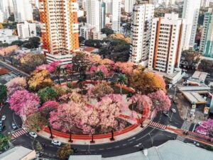 Vanessa da Mata Instagram - 🌳 Passarinhos, queria propor a vocês uma grande ação de arborização urbana em cidades que estão sem árvores. Tive essa ideia neste fim de semana, em Boa Vista(RR), que tem ruas imensas, com planos lindos, projetadas para organização urbanística perfeita, mas tem muito poucas árvores. 

Há pouco tempo um grande amigo começou essa campanha em Cuiabá (MT) e plantaram muitas árvores lá. Há 12 anos eu levei 80 pés de ipês para a minha cidade Alto Garças (MT). Eles agora estão floridos e a cidade está linda com eles!

A arborização urbana é muito importante na melhoria da qualidade de vida da população e do meio ambiente, além da melhoria climática, cujos estudos dizem que reduz até 10° na temperatura.  

Os benefícios são inúmeros: trazem o frescor do oxigênio, sombra, absorvem a radiação solar, amenizam o calor, filtram as partículas que poluem o ar, servem de abrigo e alimento para animais, além de trazerem cores com as flores, as folhas e os troncos. Outro benefício é a educação ambiental da população, que aprende sobre o meio ambiente ao notar a clara diferença entre as áreas arborizadas e as áreas construídas.

Estudos mostram que residentes de áreas urbanas que vivem perto de vegetação, possuem benefícios para a saúde, especialmente a mental. Ajudam as pessoas a viverem mais tempo, terem melhores funções cognitivas e maior paz de espírito.

A arborização urbana não deve ser feita de forma aleatória, é preciso atender às questões técnicas na parte urbanística. Escolher árvores que fazem parte da flora da cidade, que não vão afetar a fiação dos postes, aprofundar com suas raízes, romper canteiros e asfalto, causar problema para a população e nem para o setor elétrico ou qualquer outra parte urbanizada.

Vamos nos unir nessa ação? Coloquem nos comentários as cidades/UF de vocês e se organizem em grupos aqui, para atuarem como voluntários nesta ação, junto às prefeituras e órgãos responsáveis de suas cidades.

🌳Vamos trazer vida e frescor para as cidades!

Fotos: ilustrativas de diferentes cidades 

#VanessadaMata #EquipeVDM