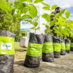 Vanessa da Mata Instagram - 🌳 Passarinhos, queria propor a vocês uma grande ação de arborização urbana em cidades que estão sem árvores. Tive essa ideia neste fim de semana, em Boa Vista(RR), que tem ruas imensas, com planos lindos, projetadas para organização urbanística perfeita, mas tem muito poucas árvores.  Há pouco tempo um grande amigo começou essa campanha em Cuiabá (MT) e plantaram muitas árvores lá. Há 12 anos eu levei 80 pés de ipês para a minha cidade Alto Garças (MT). Eles agora estão floridos e a cidade está linda com eles! A arborização urbana é muito importante na melhoria da qualidade de vida da população e do meio ambiente, além da melhoria climática, cujos estudos dizem que reduz até 10° na temperatura.   Os benefícios são inúmeros: trazem o frescor do oxigênio, sombra, absorvem a radiação solar, amenizam o calor, filtram as partículas que poluem o ar, servem de abrigo e alimento para animais, além de trazerem cores com as flores, as folhas e os troncos. Outro benefício é a educação ambiental da população, que aprende sobre o meio ambiente ao notar a clara diferença entre as áreas arborizadas e as áreas construídas. Estudos mostram que residentes de áreas urbanas que vivem perto de vegetação, possuem benefícios para a saúde, especialmente a mental. Ajudam as pessoas a viverem mais tempo, terem melhores funções cognitivas e maior paz de espírito. A arborização urbana não deve ser feita de forma aleatória, é preciso atender às questões técnicas na parte urbanística. Escolher árvores que fazem parte da flora da cidade, que não vão afetar a fiação dos postes, aprofundar com suas raízes, romper canteiros e asfalto, causar problema para a população e nem para o setor elétrico ou qualquer outra parte urbanizada. Vamos nos unir nessa ação? Coloquem nos comentários as cidades/UF de vocês e se organizem em grupos aqui, para atuarem como voluntários nesta ação, junto às prefeituras e órgãos responsáveis de suas cidades. 🌳Vamos trazer vida e frescor para as cidades! Fotos: ilustrativas de diferentes cidades #VanessadaMata #EquipeVDM