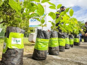 Vanessa da Mata Instagram - 🌳 Passarinhos, queria propor a vocês uma grande ação de arborização urbana em cidades que estão sem árvores. Tive essa ideia neste fim de semana, em Boa Vista(RR), que tem ruas imensas, com planos lindos, projetadas para organização urbanística perfeita, mas tem muito poucas árvores. 

Há pouco tempo um grande amigo começou essa campanha em Cuiabá (MT) e plantaram muitas árvores lá. Há 12 anos eu levei 80 pés de ipês para a minha cidade Alto Garças (MT). Eles agora estão floridos e a cidade está linda com eles!

A arborização urbana é muito importante na melhoria da qualidade de vida da população e do meio ambiente, além da melhoria climática, cujos estudos dizem que reduz até 10° na temperatura.  

Os benefícios são inúmeros: trazem o frescor do oxigênio, sombra, absorvem a radiação solar, amenizam o calor, filtram as partículas que poluem o ar, servem de abrigo e alimento para animais, além de trazerem cores com as flores, as folhas e os troncos. Outro benefício é a educação ambiental da população, que aprende sobre o meio ambiente ao notar a clara diferença entre as áreas arborizadas e as áreas construídas.

Estudos mostram que residentes de áreas urbanas que vivem perto de vegetação, possuem benefícios para a saúde, especialmente a mental. Ajudam as pessoas a viverem mais tempo, terem melhores funções cognitivas e maior paz de espírito.

A arborização urbana não deve ser feita de forma aleatória, é preciso atender às questões técnicas na parte urbanística. Escolher árvores que fazem parte da flora da cidade, que não vão afetar a fiação dos postes, aprofundar com suas raízes, romper canteiros e asfalto, causar problema para a população e nem para o setor elétrico ou qualquer outra parte urbanizada.

Vamos nos unir nessa ação? Coloquem nos comentários as cidades/UF de vocês e se organizem em grupos aqui, para atuarem como voluntários nesta ação, junto às prefeituras e órgãos responsáveis de suas cidades.

🌳Vamos trazer vida e frescor para as cidades!

Fotos: ilustrativas de diferentes cidades 

#VanessadaMata #EquipeVDM