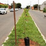 Vanessa da Mata Instagram - 🌳 Passarinhos, queria propor a vocês uma grande ação de arborização urbana em cidades que estão sem árvores. Tive essa ideia neste fim de semana, em Boa Vista(RR), que tem ruas imensas, com planos lindos, projetadas para organização urbanística perfeita, mas tem muito poucas árvores.  Há pouco tempo um grande amigo começou essa campanha em Cuiabá (MT) e plantaram muitas árvores lá. Há 12 anos eu levei 80 pés de ipês para a minha cidade Alto Garças (MT). Eles agora estão floridos e a cidade está linda com eles! A arborização urbana é muito importante na melhoria da qualidade de vida da população e do meio ambiente, além da melhoria climática, cujos estudos dizem que reduz até 10° na temperatura.   Os benefícios são inúmeros: trazem o frescor do oxigênio, sombra, absorvem a radiação solar, amenizam o calor, filtram as partículas que poluem o ar, servem de abrigo e alimento para animais, além de trazerem cores com as flores, as folhas e os troncos. Outro benefício é a educação ambiental da população, que aprende sobre o meio ambiente ao notar a clara diferença entre as áreas arborizadas e as áreas construídas. Estudos mostram que residentes de áreas urbanas que vivem perto de vegetação, possuem benefícios para a saúde, especialmente a mental. Ajudam as pessoas a viverem mais tempo, terem melhores funções cognitivas e maior paz de espírito. A arborização urbana não deve ser feita de forma aleatória, é preciso atender às questões técnicas na parte urbanística. Escolher árvores que fazem parte da flora da cidade, que não vão afetar a fiação dos postes, aprofundar com suas raízes, romper canteiros e asfalto, causar problema para a população e nem para o setor elétrico ou qualquer outra parte urbanizada. Vamos nos unir nessa ação? Coloquem nos comentários as cidades/UF de vocês e se organizem em grupos aqui, para atuarem como voluntários nesta ação, junto às prefeituras e órgãos responsáveis de suas cidades. 🌳Vamos trazer vida e frescor para as cidades! Fotos: ilustrativas de diferentes cidades #VanessadaMata #EquipeVDM