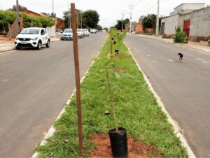 Vanessa da Mata Instagram - 🌳 Passarinhos, queria propor a vocês uma grande ação de arborização urbana em cidades que estão sem árvores. Tive essa ideia neste fim de semana, em Boa Vista(RR), que tem ruas imensas, com planos lindos, projetadas para organização urbanística perfeita, mas tem muito poucas árvores. 

Há pouco tempo um grande amigo começou essa campanha em Cuiabá (MT) e plantaram muitas árvores lá. Há 12 anos eu levei 80 pés de ipês para a minha cidade Alto Garças (MT). Eles agora estão floridos e a cidade está linda com eles!

A arborização urbana é muito importante na melhoria da qualidade de vida da população e do meio ambiente, além da melhoria climática, cujos estudos dizem que reduz até 10° na temperatura.  

Os benefícios são inúmeros: trazem o frescor do oxigênio, sombra, absorvem a radiação solar, amenizam o calor, filtram as partículas que poluem o ar, servem de abrigo e alimento para animais, além de trazerem cores com as flores, as folhas e os troncos. Outro benefício é a educação ambiental da população, que aprende sobre o meio ambiente ao notar a clara diferença entre as áreas arborizadas e as áreas construídas.

Estudos mostram que residentes de áreas urbanas que vivem perto de vegetação, possuem benefícios para a saúde, especialmente a mental. Ajudam as pessoas a viverem mais tempo, terem melhores funções cognitivas e maior paz de espírito.

A arborização urbana não deve ser feita de forma aleatória, é preciso atender às questões técnicas na parte urbanística. Escolher árvores que fazem parte da flora da cidade, que não vão afetar a fiação dos postes, aprofundar com suas raízes, romper canteiros e asfalto, causar problema para a população e nem para o setor elétrico ou qualquer outra parte urbanizada.

Vamos nos unir nessa ação? Coloquem nos comentários as cidades/UF de vocês e se organizem em grupos aqui, para atuarem como voluntários nesta ação, junto às prefeituras e órgãos responsáveis de suas cidades.

🌳Vamos trazer vida e frescor para as cidades!

Fotos: ilustrativas de diferentes cidades 

#VanessadaMata #EquipeVDM