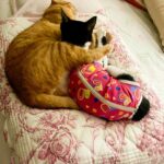 Vera Fischer Instagram - . Amados meus ❤️ Vou apresentar à vcs a dama que cuida dos meus filhos/ pets ❤️🐈‍⬛❤️🐈 Doutora vet @julia.ehrlich uma pessoa mto especial que fez a castração da Aisha ❣️🐈‍⬛❣️e deu todo o suporte que eu precisava. Aliás, cuidou do Yuki 🐈❣️também. A Aisha desenvolveu uma gravidez psicológica e teve febre alta e os seios cheios de leite Fiquei 🥹💔 Mas… deu tudo certo. A eficiência da Júlia, aliada a enfermeira @amandageorgia11 que fez os curativos, foi um sucesso 🙌 Eu aprendi a dar os medicamentos da Aisha 2 vezes por dia pra secar o leite. Fácil? Não, não é. 🫶Mas é a saúde dos meus filhotes 😽😽 Tudo deu certo 🙏 Obrigada minhas queridas ❤️❤️ Um domingo com muito amor ❤️🥰 eu, ❣️🐈Yuki e ❣️🐈‍⬛Aisha
