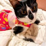 Vera Fischer Instagram - . 💓Aisha 💓 Amor Total 💞 Já já vai ficar boa e tirar a roupinha da castração 🙏 Mam’s tá cuidando mto bem dela 🫶 🐈‍⬛ Na verdade, matando de amor! 🌸 Boa sexta-feira meus queridos Sua quem? 🌷Vera