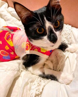 Vera Fischer Instagram - .
💓Aisha 💓
Amor Total 💞
Já já vai ficar boa e tirar a roupinha da castração 🙏
Mam’s tá cuidando mto bem dela 🫶
🐈‍⬛ Na verdade, matando de amor! 🌸
Boa sexta-feira meus queridos 
Sua quem? 
🌷Vera