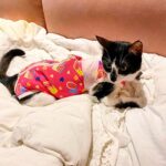 Vera Fischer Instagram - . 💓Aisha 💓 Amor Total 💞 Já já vai ficar boa e tirar a roupinha da castração 🙏 Mam’s tá cuidando mto bem dela 🫶 🐈‍⬛ Na verdade, matando de amor! 🌸 Boa sexta-feira meus queridos Sua quem? 🌷Vera