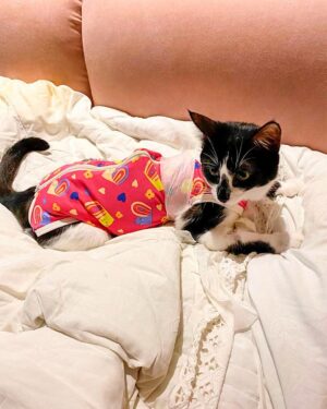 Vera Fischer Instagram - .
💓Aisha 💓
Amor Total 💞
Já já vai ficar boa e tirar a roupinha da castração 🙏
Mam’s tá cuidando mto bem dela 🫶
🐈‍⬛ Na verdade, matando de amor! 🌸
Boa sexta-feira meus queridos 
Sua quem? 
🌷Vera