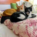 Vera Fischer Instagram - . Sextando 🍏🪴🍏🪴🍏🪴🍏🪴🍏🪴 Bem tranquila, em casa, cuidando das minhas plantinhas e dos meus gatinhos 🐈🍀🐈‍⬛🍀 Fiquem bem e curtam o fim de semana 🙌🏻🙌🏽 Abraços e beijos da sua 😘Vera
