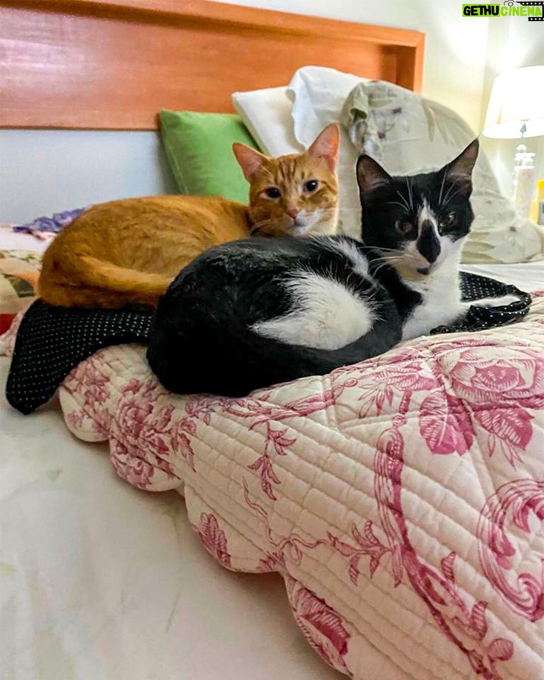 Vera Fischer Instagram - . Sextando ππͺ΄ππͺ΄ππͺ΄ππͺ΄ππͺ΄ Bem tranquila, em casa, cuidando das minhas plantinhas e dos meus gatinhos πππββ¬π Fiquem bem e curtam o fim de semana ππ»ππ½ AbraΓ§os e beijos da sua πVera