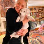 Vera Fischer Instagram - . Olhem só que amor é a #branca 🤍 Chegou assim pequenina na casa de @tadeuaguiaroficial e @eduardo_bakr Dose tripla de fofura 🐶♥️ Mas agora... ela é a pestinha da casa, deixa todos malucos 🤯🤯 Heheheh 🫶 Amor é isso e um pouco mais. Beijokas amados 😽 Sua gateira Vera