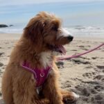 Veronica Merrell-Burriss Instagram - @elliethedoo ‘s 1st beach day☀️🥹 Malibu, California
