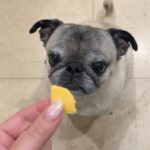 Veronica Merrell-Burriss Instagram - da rools are da rools and da facts are da facts 🐶🧀🐾