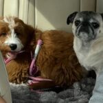 Veronica Merrell-Burriss Instagram - Get in puppies, we’re going shopping! 😋🛍️
