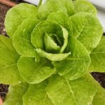 Veronica Merrell-Burriss Instagram - Now that’s what I call Farm to Table 🥬👩‍🌾🥗