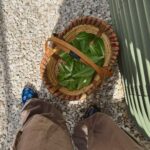 Veronica Merrell-Burriss Instagram - Now that’s what I call Farm to Table 🥬👩‍🌾🥗