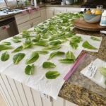 Veronica Merrell-Burriss Instagram - Now that’s what I call Farm to Table 🥬👩‍🌾🥗