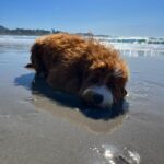 Veronica Merrell-Burriss Instagram - Beach day! 🌊☀️ Carmel