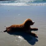Veronica Merrell-Burriss Instagram - Beach day! 🌊☀️ Carmel