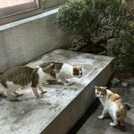Wheein Instagram - 내가 좋아하는 바다, 고양이, 나무