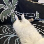 Wheein Instagram - 해피 추석 보내세옹🐈