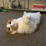 Wheein Instagram - 해피 추석 보내세옹🐈