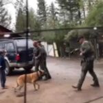Woody Harrelson Instagram - In such a heavy world I normally like to keep things light, but this recent incident in Trinity County, California really breaks my heart. The video is too horrifying for me to post, but if you want to watch, go to @trinitycountycorruption on Instagram. This is a perfect example of something we never see, but that is a daily part of the absurd war on drugs, which is really a war on non-corporate drugs, and truthfully, a war on people.  Mostly nonwhite people. I believe in the libertarian notion that if you don't hurt another person or their property, and no contract has been breached, there is no crime. This gentleman, Nhia Pao Yang, is a small, 72 year old H'mong, and a legal grower in Trinity county.  The sheriff pepper sprayed his dog, cut his fence lock, and when they went to arrest him, the already brutalized dog reacted as it should. I'm a dog lover and this is unconscionable behavior.  One step back would have put the deputy out of reach of the leash.  I guess there was some issue with the county permit, but you don’t send 9 cops in riot gear with their guns drawn for a code violation. Why is this unjust war against people continuing, even in a state where cannabis is legal?  This war continues because, like most war, it's extremely lucrative for some.  88% of Americans believe pot should be legal and common sense tells you this absurd, money-making war never stopped a single person from consuming what they want.  The only real crime in this war on humanity appears to rest with the warmonger. Wouldn't it be better to take the billions they use every year to fight this drug war and divert it to something necessary and important like regenerative agriculture or combating global warming or helping vets?  I could come up with 500 things that would better serve the country than this continuous brutality.
