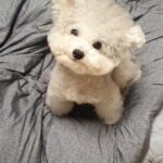Yura Instagram - 곰도라 ㅜㅜㅜㅜㅜ기여워죽게또 칸쵸오오♡